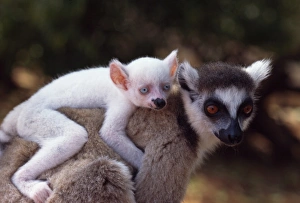 Carrying Prints: Ring-tailed Lemur (Lemur catta), all white baby male (Sapphire) albino on mothers back