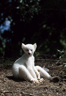 Ring-tailed Lemur (Lemur catta), all white baby male (Sapphire) albino lemur resting on forest floor, Berenty, Southern