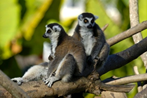 Ring Tailed Prints: Ring-tailed lemur (Lemur catta), Antanarivo, Madagascar, Africa