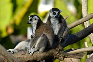 Images Dated 27th August 2007: Ring-tailed lemur (Lemur catta), Antanarivo, Madagascar, Africa