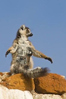 Ring-tailed Lemur (Lemur catta) with baby, Berenty Private Reserve, Madagascar, Africa Ring-tailed Lemur (Lemur catta) with baby, Berenty Private Reserve, Madagascar, Africa