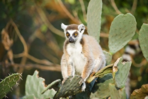 Images Dated 27th September 2009: Ring-tailed lemur (Lemur catta) on cactus, near Threatened, Berenty Nature Reserve, Madagascar