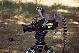 Camera Prints: Ring-tailed Lemur (Lemur catta) on camera, Berenty, Southern Madagascar, Africa