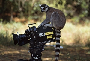 Ring-tailed Lemur (Lemur catta) on camera, Berenty, Southern Madagascar, Africa