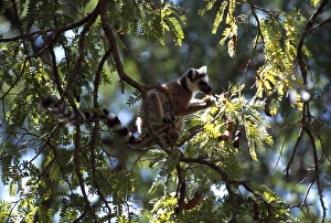 Ringtailed Lemurs Prints: Ring-tailed Lemur (Lemur catta) feeding on tamarind, Berenty, Southern Madagascar, Africa