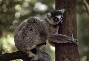 M Ammals Prints: Ring-tailed Lemur (Lemur catta) male with erection on tree, Berenty, Southern Madagascar