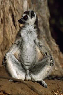 Ring Tailed Prints: Ring-tailed Lemur (Lemur catta) sunbathing on ground, Berenty, Southern Madagascar