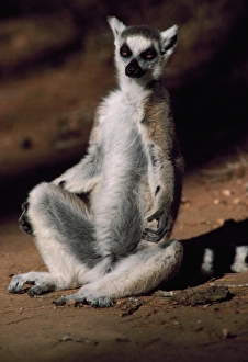 Ring-tailed Lemur (Lemur catta) sunbathing on ground, Berenty, Southern Madagascar