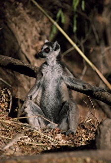 Ring-tailed Lemur (Lemur catta) sunbathing on ground, Berenty, Southern Madagascar