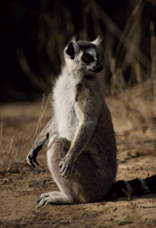 Ring-tailed Lemur (Lemur catta) sunbathing on ground, Berenty, Southern Madagascar