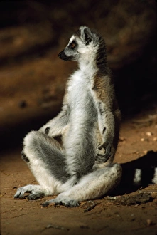 Ring-tailed Lemur (Lemur catta) sunbathing on ground, Berenty, Southern Madagascar