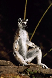 Ring-tailed Lemur (Lemur catta) sunbathing on ground, Berenty, Southern Madagascar