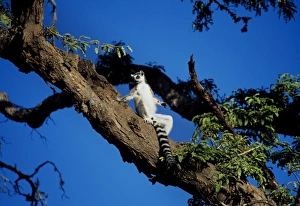 Ringtailed Lemurs Prints: Ring-tailed Lemur (Lemur catta) sunbathing in tree, Berenty, Southern Madagascar, Africa