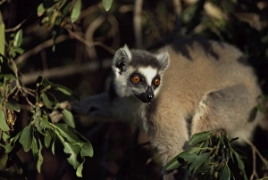 Ringtailed Lemurs Prints: Ring-tailed Lemur (Lemur catta) in tree, Berenty, Southern Madagascar, Africa