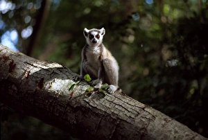Ring-tailed Lemur (Lemur catta) on tree, Berenty, Southern Madagascar, Africa