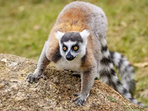 Grassland Prints: Ring-tailed lemur poses on a rock in Anja Community Reserve during the day in Madagascar