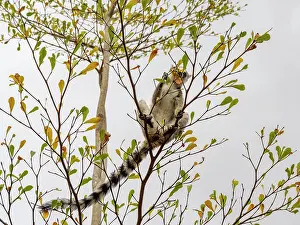 Parks Prints: Ring-tailed lemur resting on branches in a tree within a park in Madagascar
