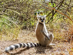 Parks Prints: Ring-tailed lemur resting on the ground at Lemur Park in Madagascar during a sunny day