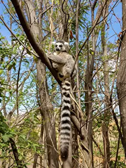 Branch Prints: Ring-tailed lemur rests on a tree branch in Madagascar's natural reserve