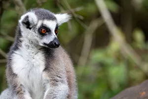 Looking Away Gallery: Ring Tailed Lemur in a sanctuary, South Africa, Africa