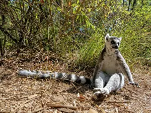 Small Prints: Ring-tailed lemur sits on the ground in Lemur Park in Antanavarino Madagascar during a sunny day observing its