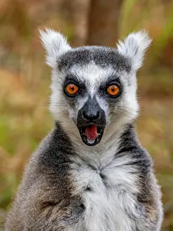 Endangered Prints: Ring-tailed lemur sits with open mouth in Lemur Park in Madagascar during daylight hours