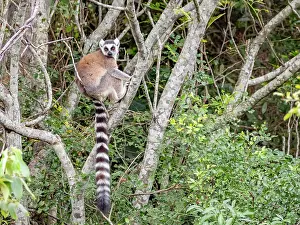 Mammals Prints: Ring-tailed lemur sits on a tree branch in its natural habitat in Madagascar under daylight