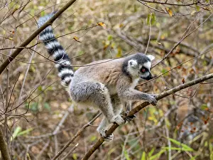 Mammals Prints: Ring-tailed lemur sitting and climbing in a tree at Lemur Park in Madagascar during daytime
