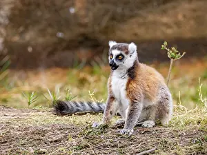 Ecology Prints: Ring-tailed lemur sitting on the ground in Anja Community Reserve