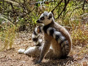 Endangered Prints: Ring-tailed lemur sitting on ground in Lemur Park during sunny day in Madagascar