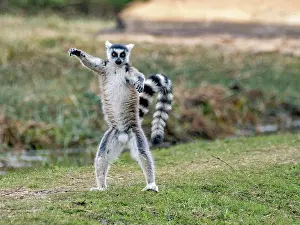 Lovers Prints: Ring-tailed lemur stands on ground in Anja Community Reserve