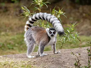 Exotic Prints: Ring-tailed lemur stands on the ground at Anja Community Reserve while exploring its surroundings in Madagascar during