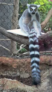 Rare Prints: Ring-tailed Lemur, Tampa Aquarium, United States of America