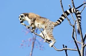 Ambalavao Prints: Ring tailed lemurs (Lemur catta), Anja Reserve, Ambalavao, central area, Madagascar
