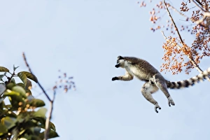 Ambalavao Prints: Ring tailed lemurs (Lemur catta) jumping in the trees