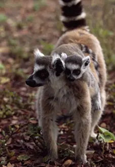 Ring-tailed Lemurs (Lemur catta) mother with baby on back walking, Berenty