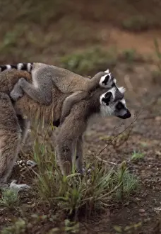 Ring-tailed Lemurs (Lemur catta) mother with baby on back walking, Berenty