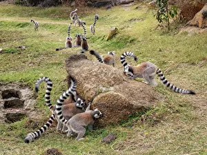 Feeding Prints: Ring-tailed lemurs lick rocks for minerals in Madagascar's Anja Community Reserve during the day