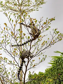 Mammals Prints: Ring-tailed lemurs sit in a tree at a park in Madagascar