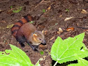 Small Prints: Ring-tailed mongoose explores the forest floor in Madagascar during daylight