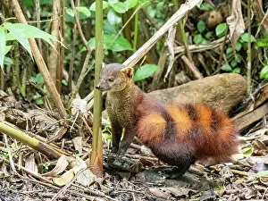 Small Prints: Ring-tailed mongoose observes surroundings in Ranomafana National Park in Madagascar