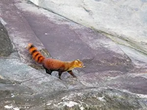 Small Prints: Ring-tailed mongoose walks along the rocky riverbank in Ranomafana National Park