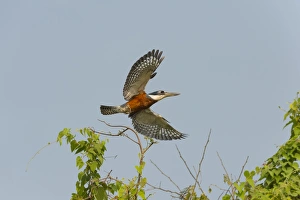 Pantanal Prints: Ringed kingfisher (Ceryle torquata) in flight, Pantanal, Mato Grosso, Brazil, South