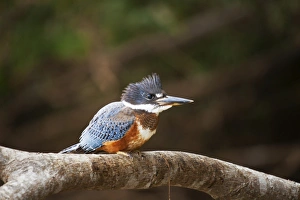 Crest Prints: Ringed kingfisher (Megaceryle torquata), Mato Grosso do Sul, Brazil, South America