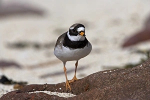 Ringed plover