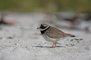 One Bird Only Prints: Ringed plover