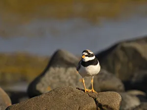 County Clare Prints: Ringed Plover, County Clare, Munster, Republic of Ireland, Europe
