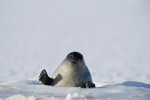 Images Dated 2nd April 2008: Ringed seal (Phoca hispida), Billefjord, Svalbard, Spitzbergen, Arctic