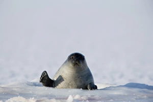 Posturing Prints: Ringed seal (Phoca hispida), Billefjord, Svalbard, Spitzbergen, Arctic