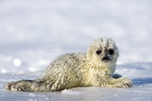 Ringed seal (Phoca hispida) pup, Billefjord, Svalbard, Spitzbergen, Arctic